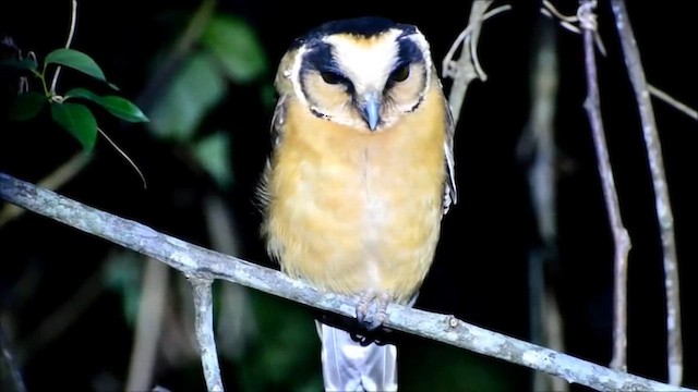 Sarışın Paçalı Baykuş - ML649012607