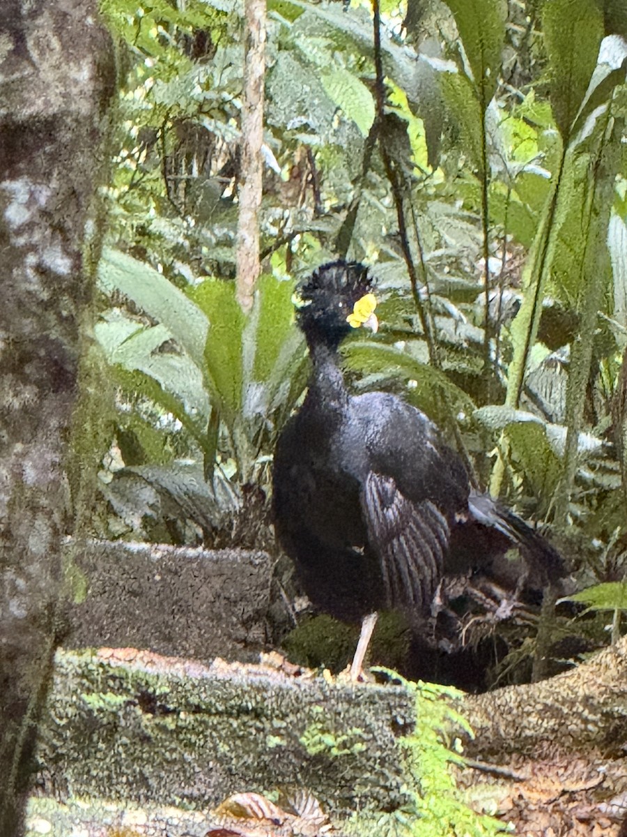 storhokko - ML649012792