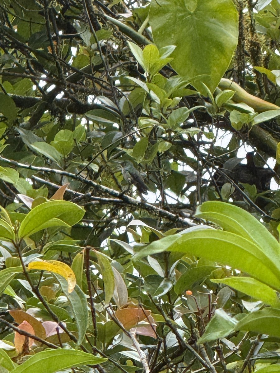 blåbrystkolibri - ML649012902