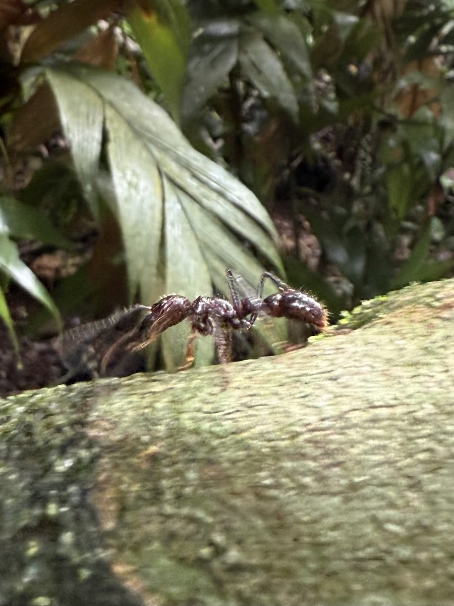 Bullet Ant - ML649012929