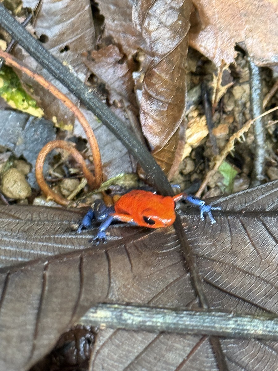 Strawberry Poison Dart Frog - ML649012932