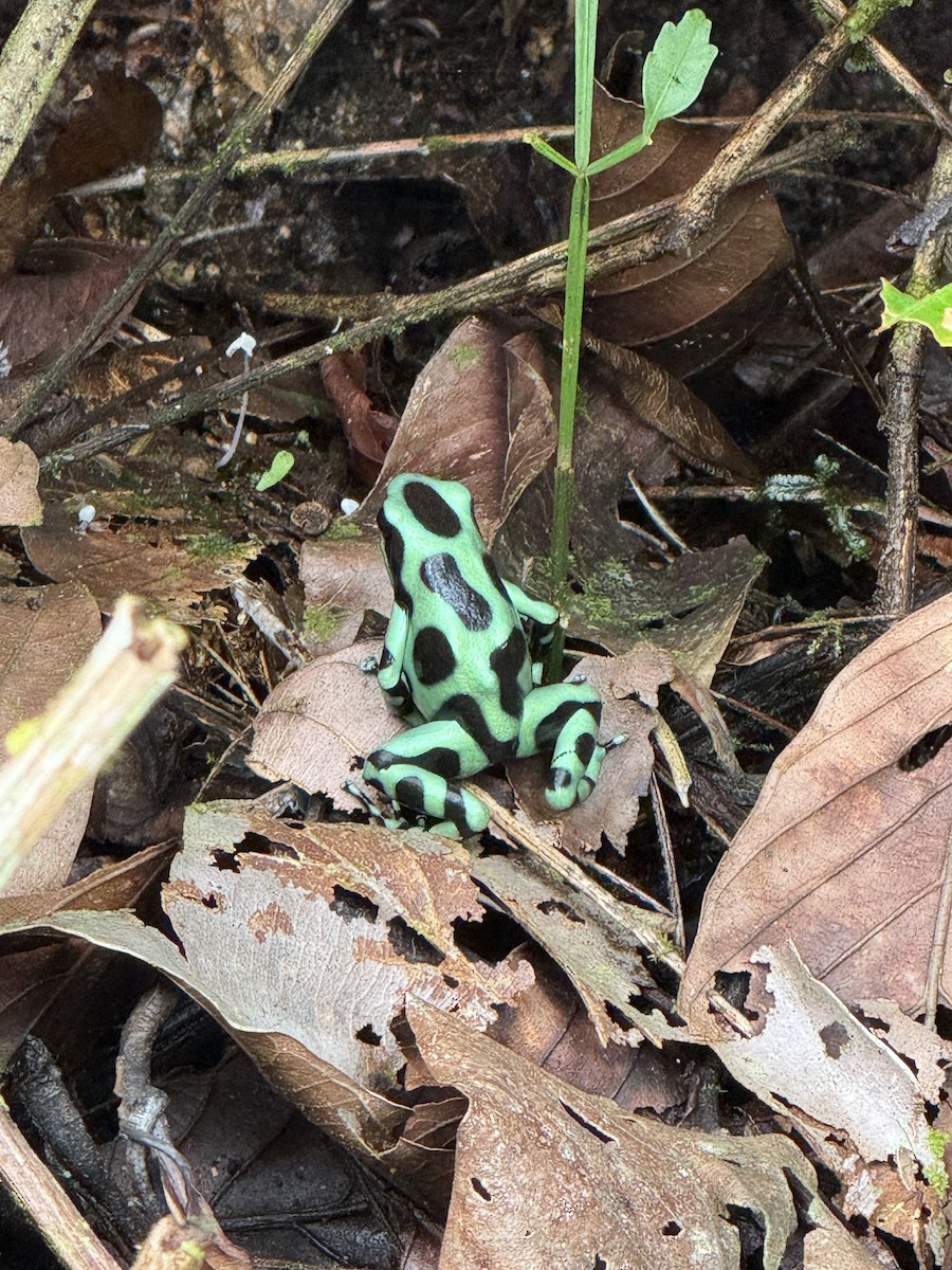 Green-and-black Poison Dart Frog - ML649012934
