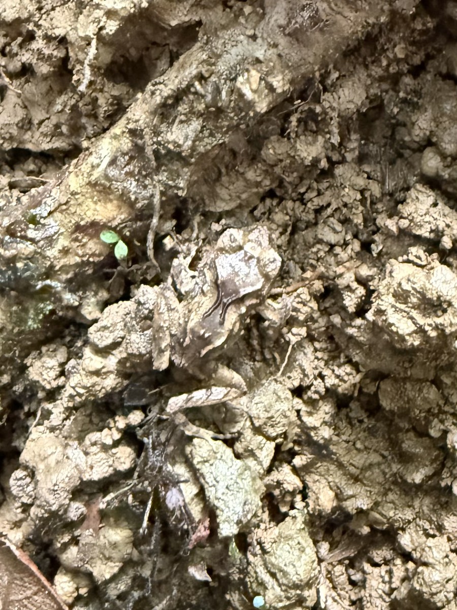 Atlantic Broad-headed Litter Frog - ML649013194