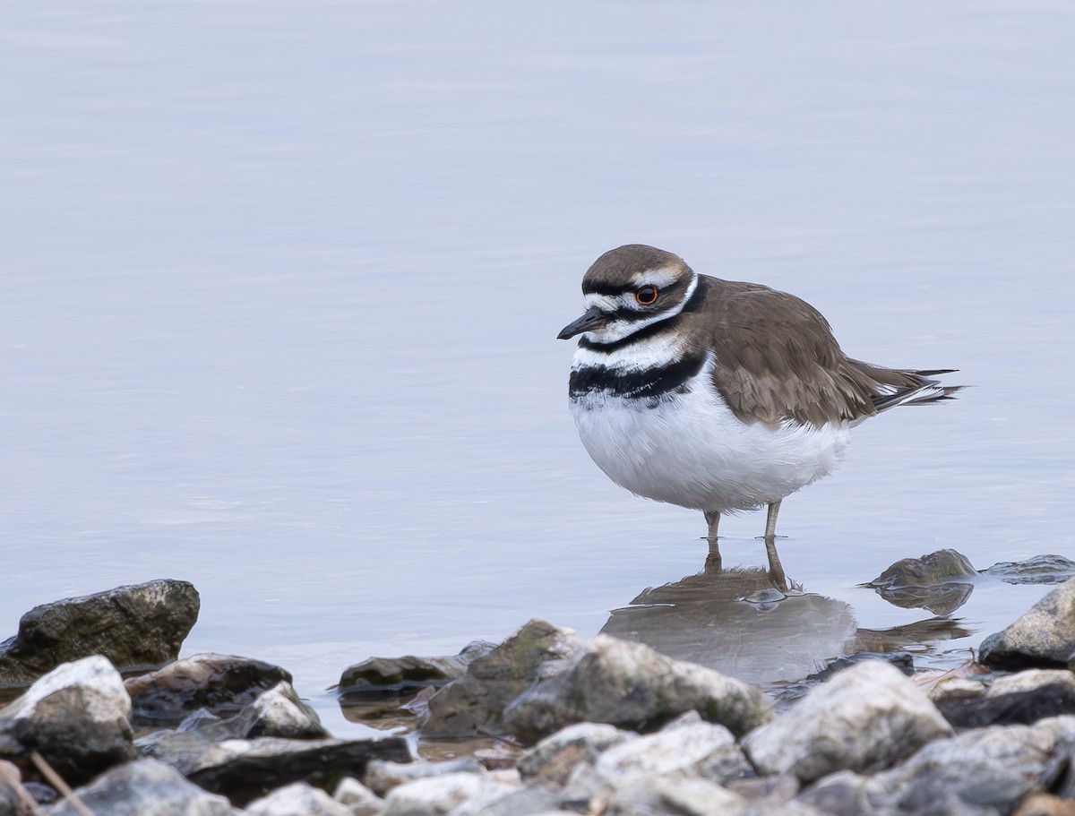Killdeer - ML649013197