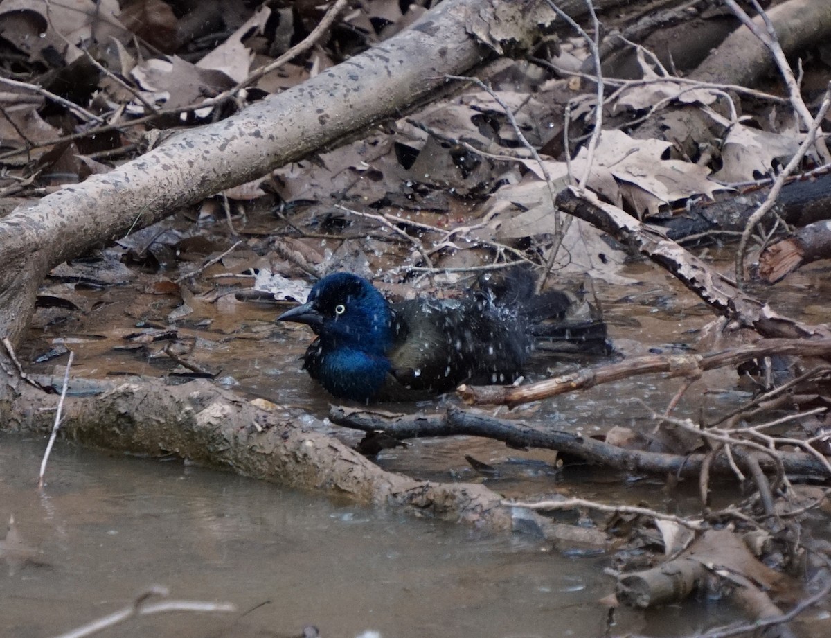Common Grackle - ML649013314