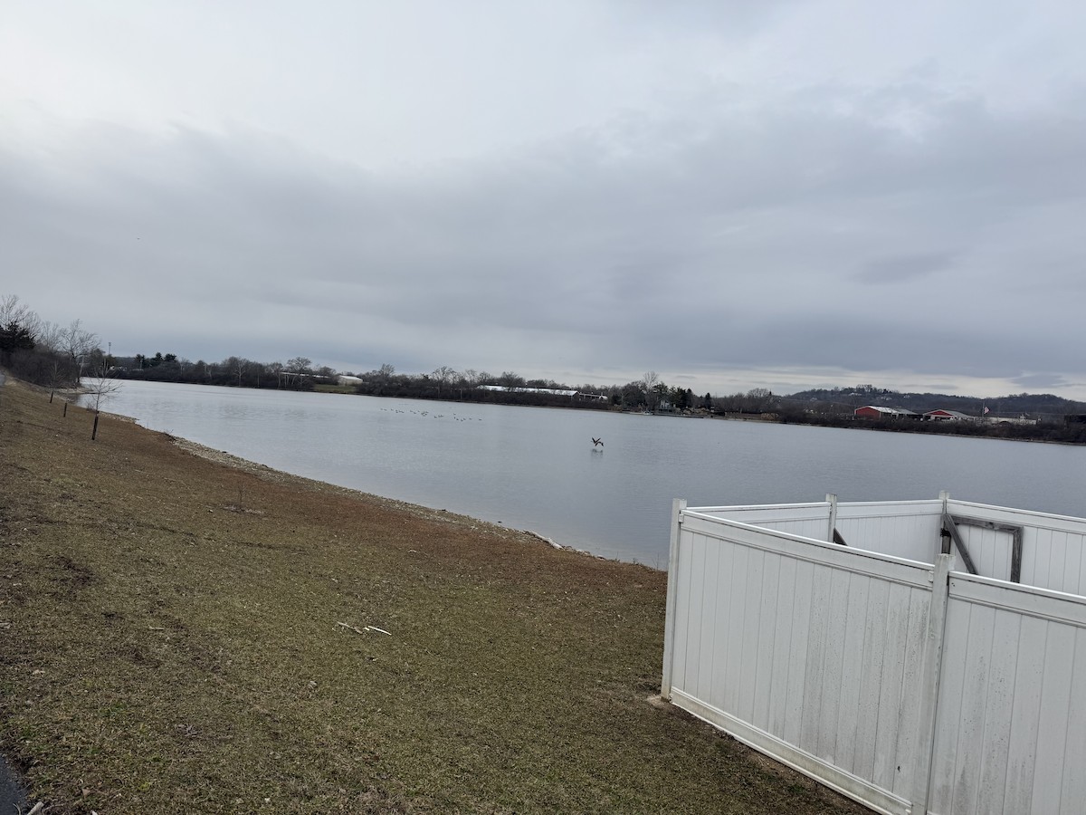 Oca canadese maggiore - ML649013794