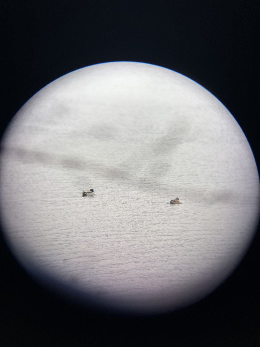 Germano reale - ML649013877