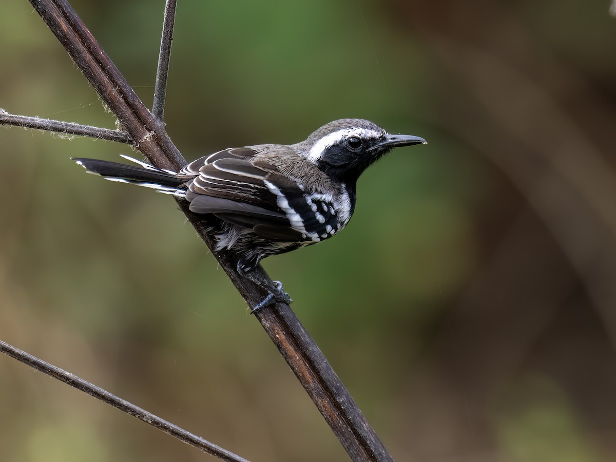 Northern White-fringed Antwren - ML649013937