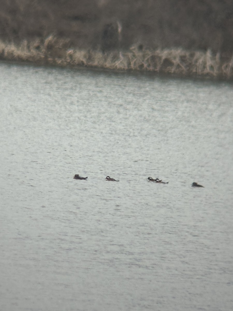 Smergo dal cappuccio - ML649013994