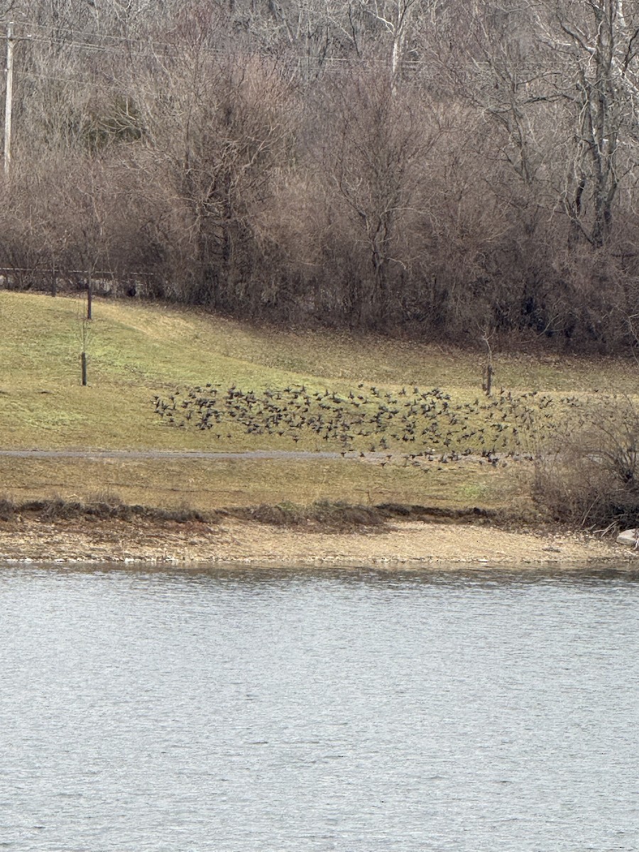 Storno - ML649014015