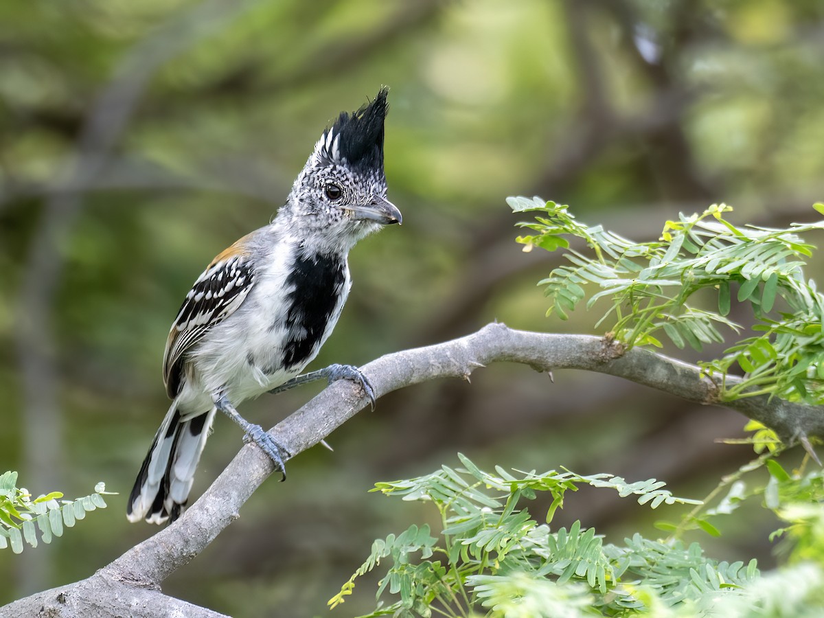 Black-crested Antshrike - ML649014040
