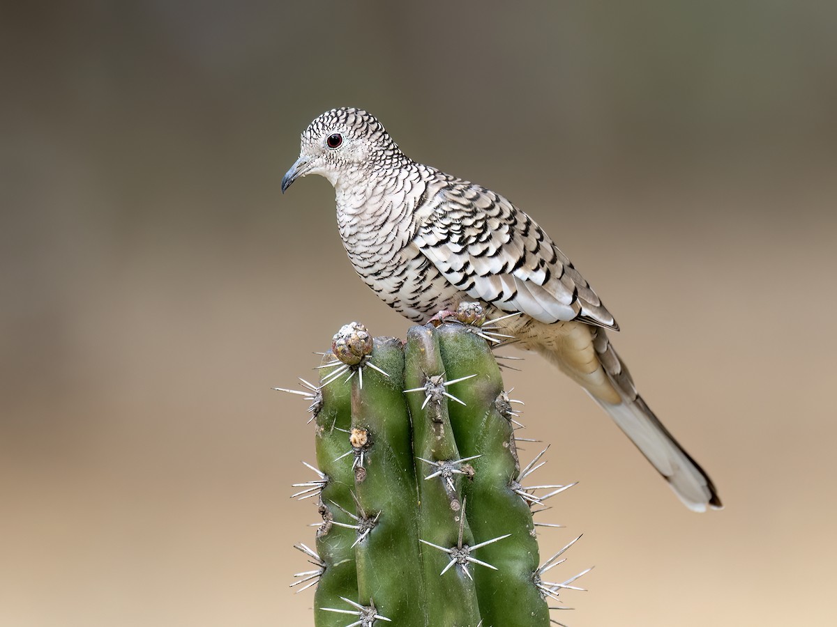 Scaled Dove - ML649014051