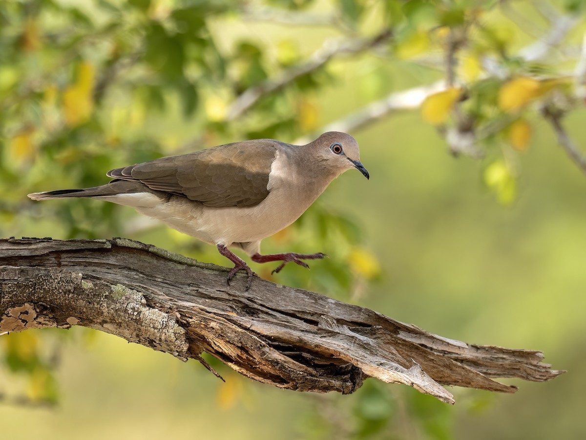 White-tipped Dove - ML649014055
