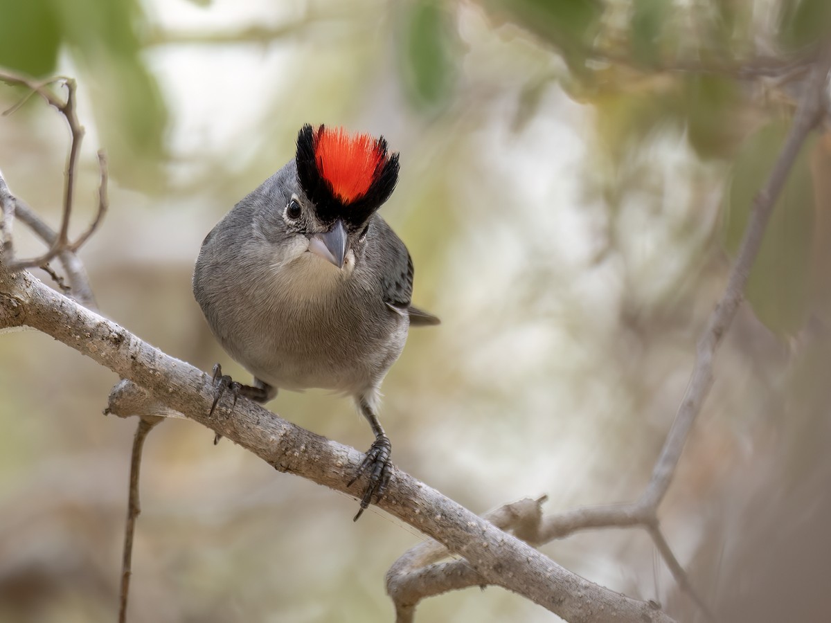 Pileated Finch - ML649014083