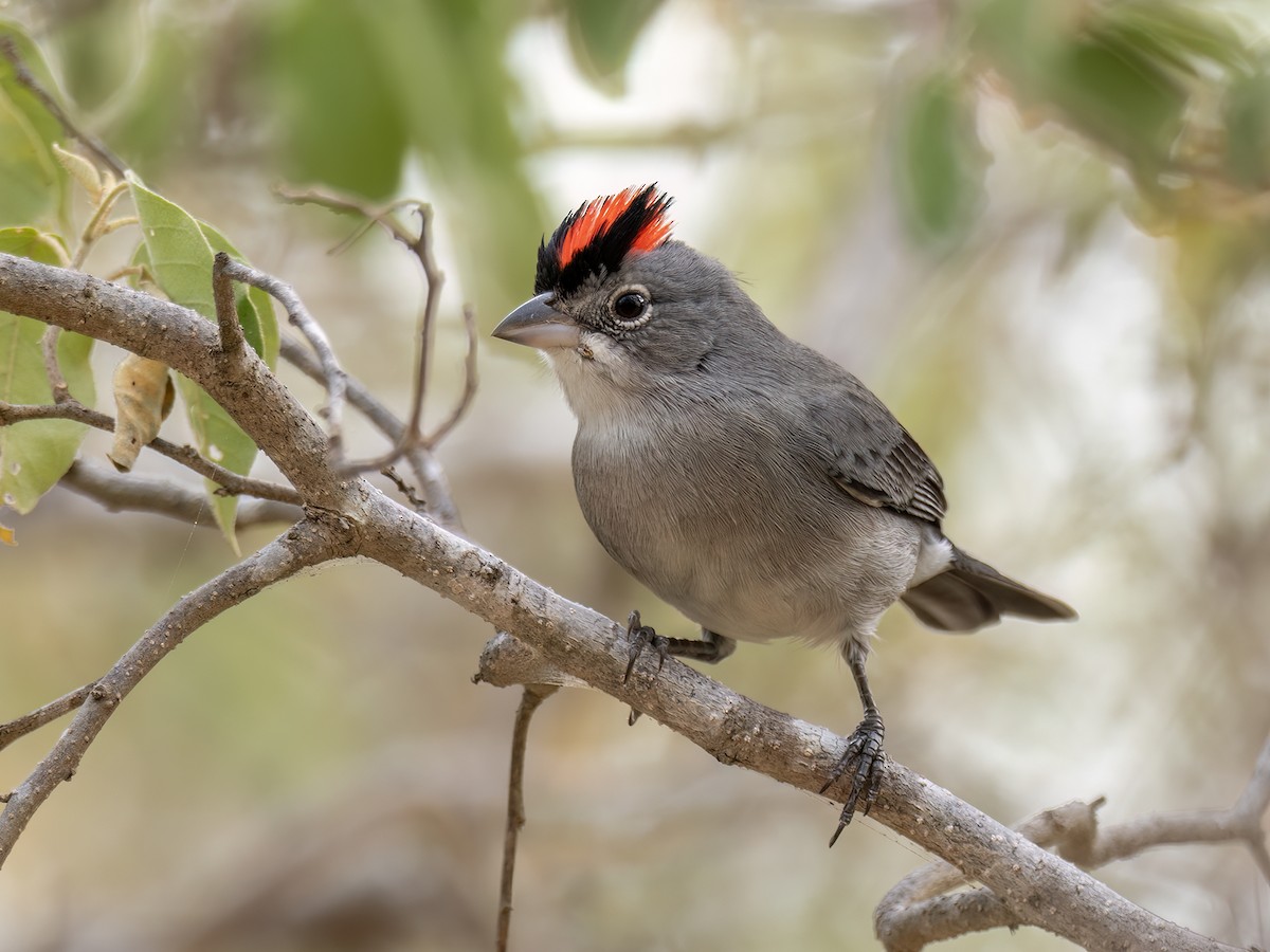 Pileated Finch - ML649014084
