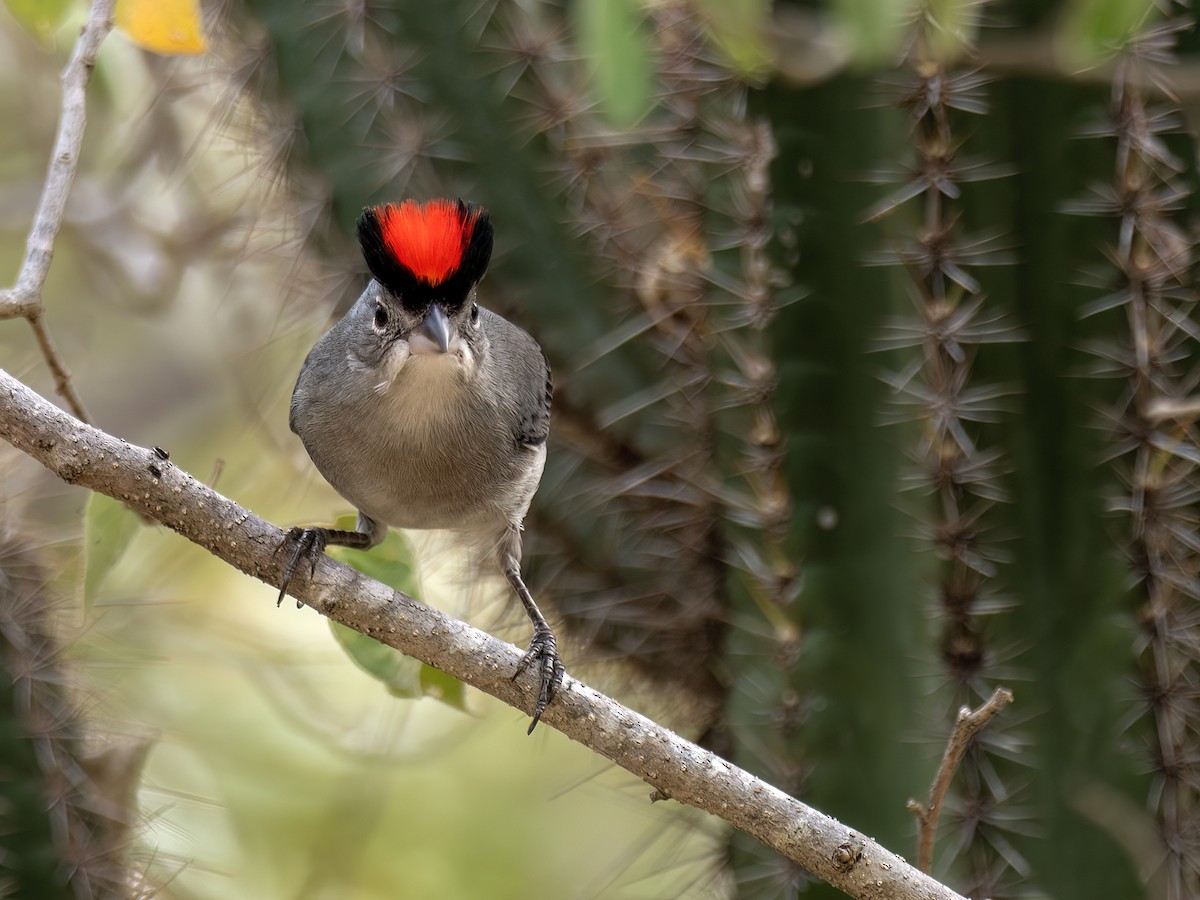 Pileated Finch - ML649014085