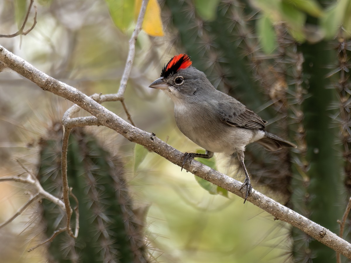 Pileated Finch - ML649014090