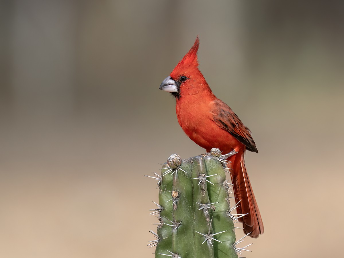 Vermilion Cardinal - ML649014104