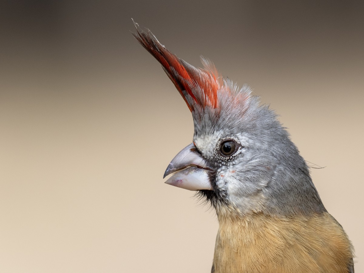 Vermilion Cardinal - ML649014135