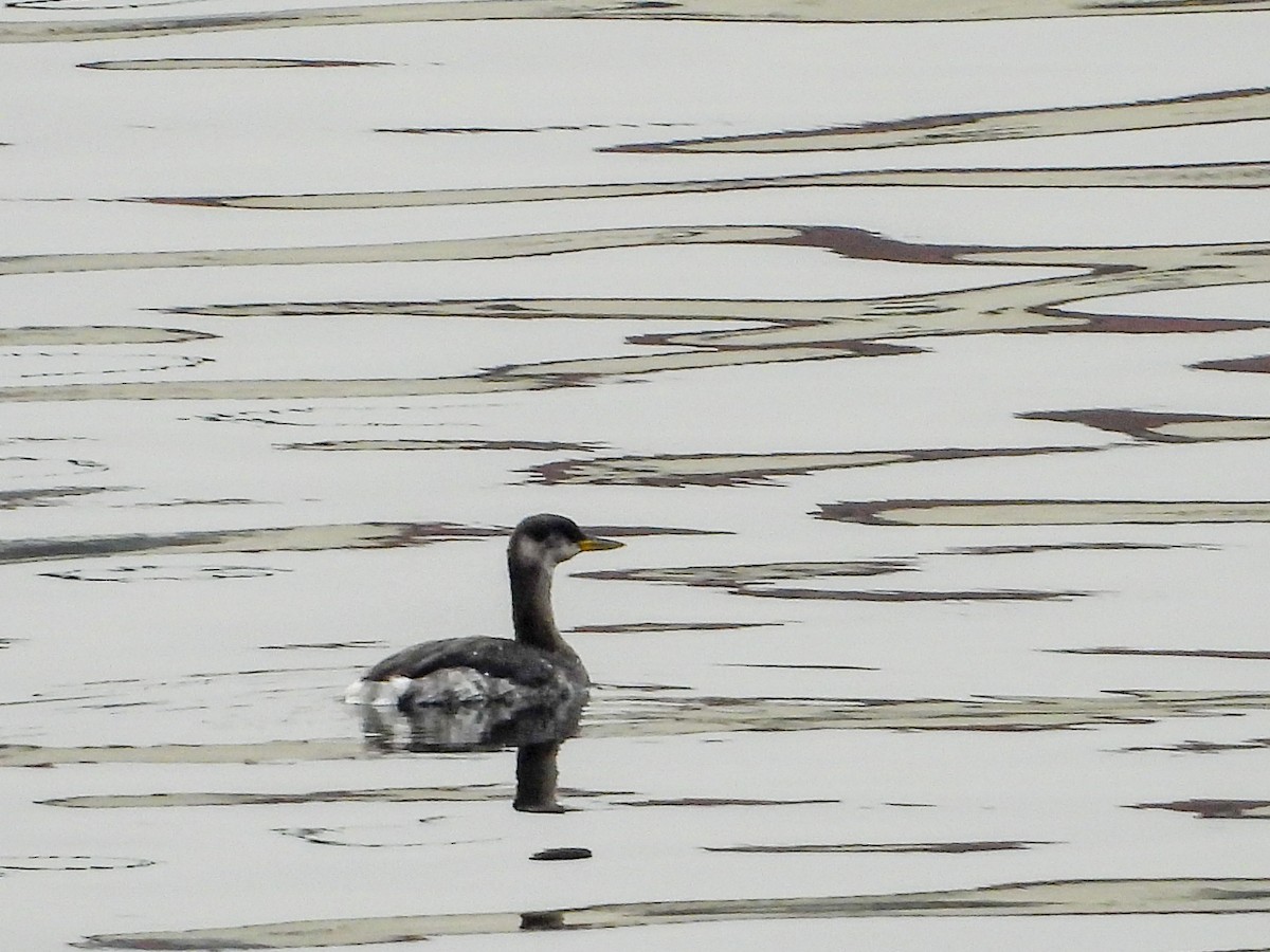 Red-necked Grebe - ML649014194