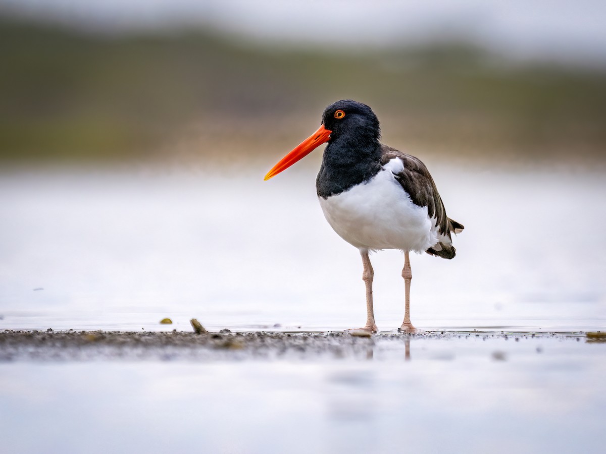 American Oystercatcher - ML649014237