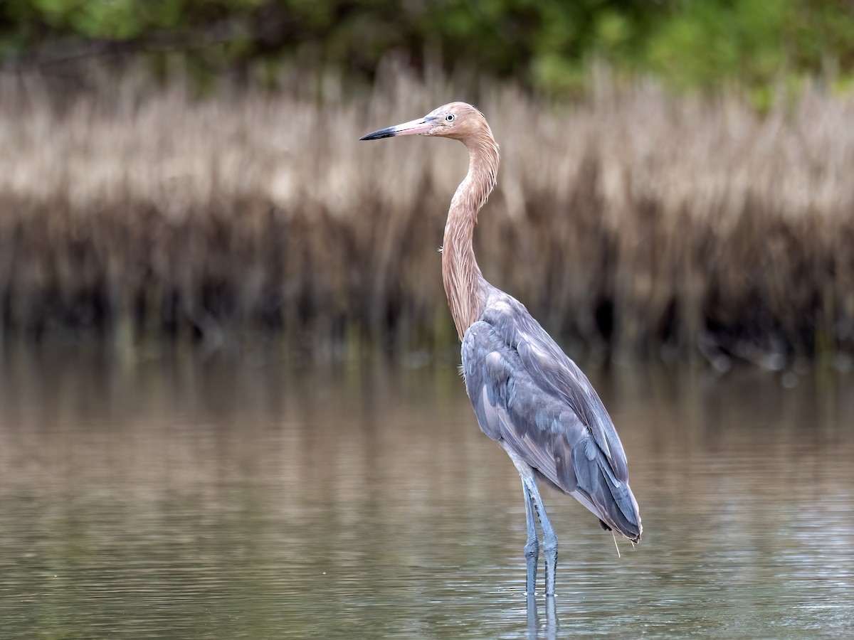 Reddish Egret - ML649014255