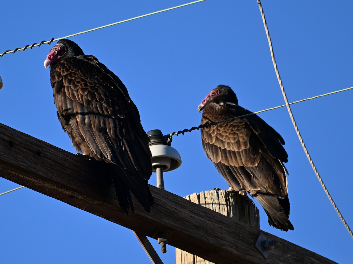 Turkey Vulture - ML649014280