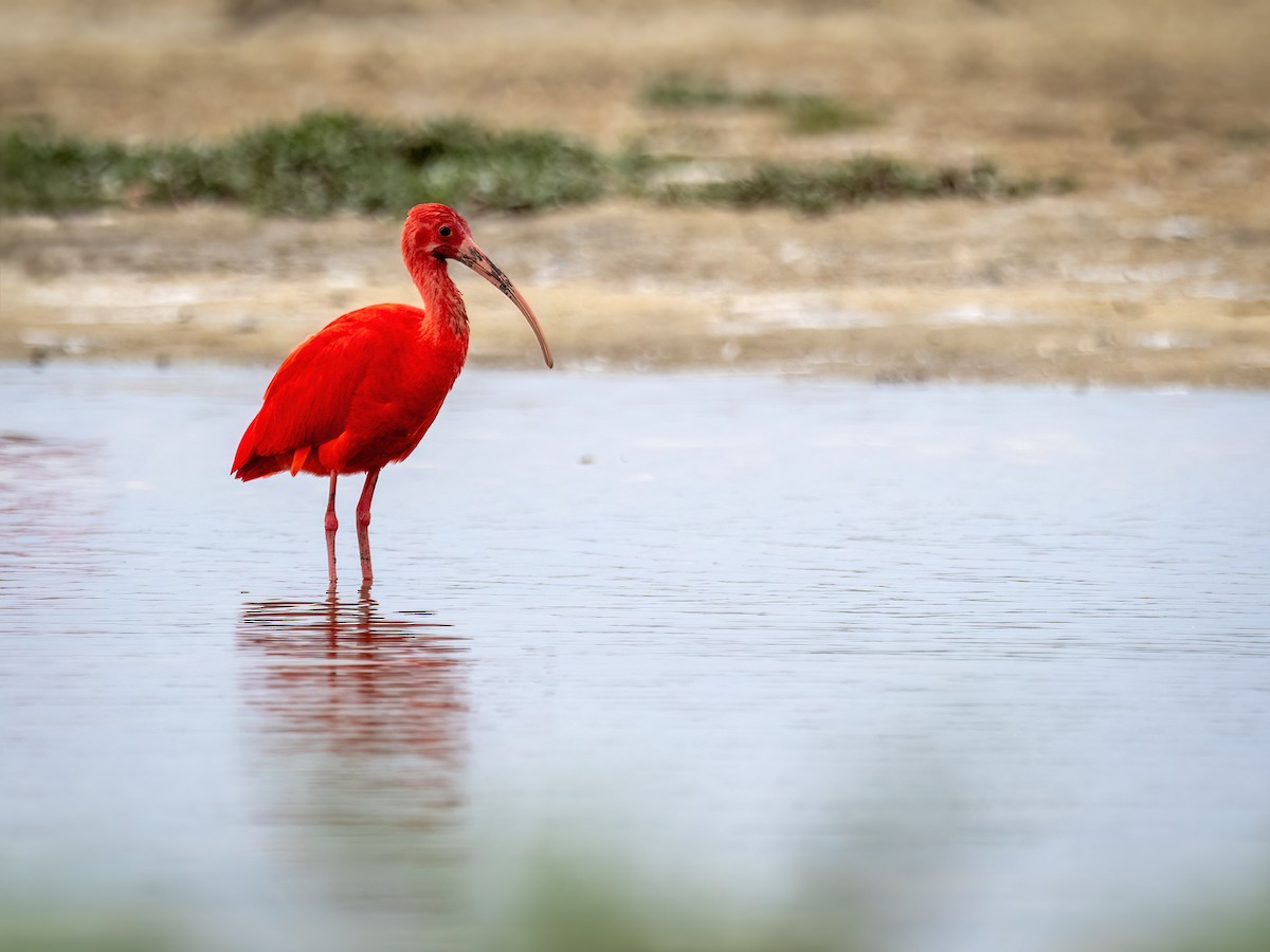 Scarlet Ibis - ML649014283