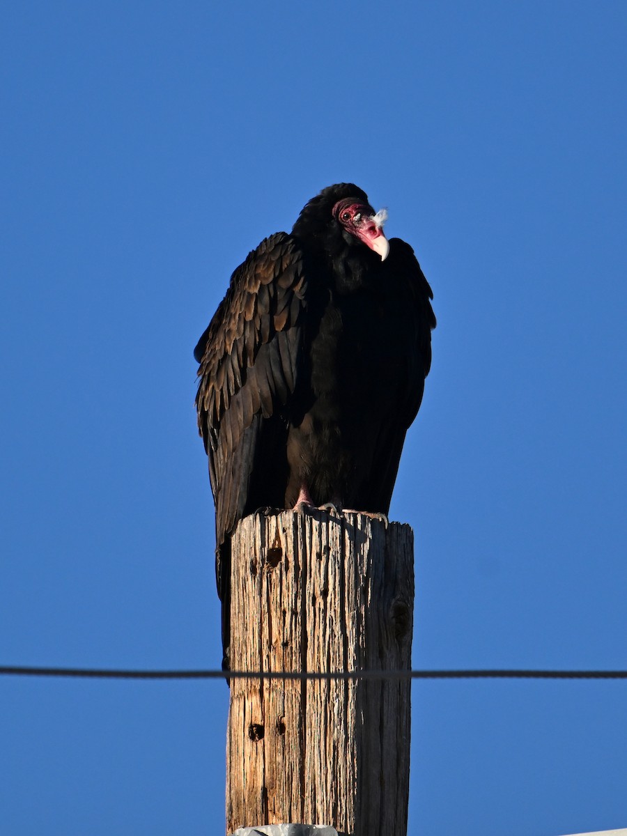 Turkey Vulture - ML649014292