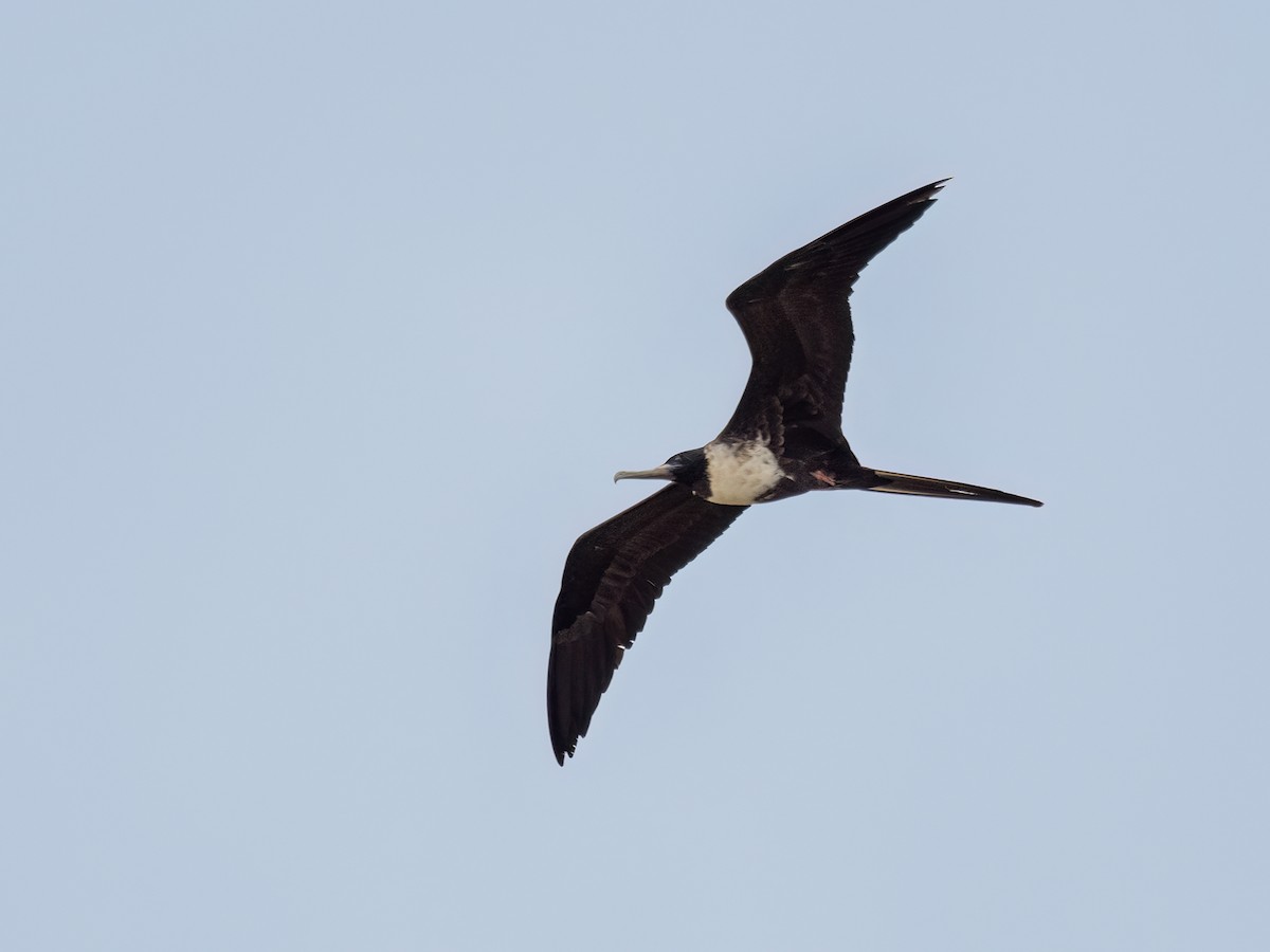 Magnificent Frigatebird - ML649014304