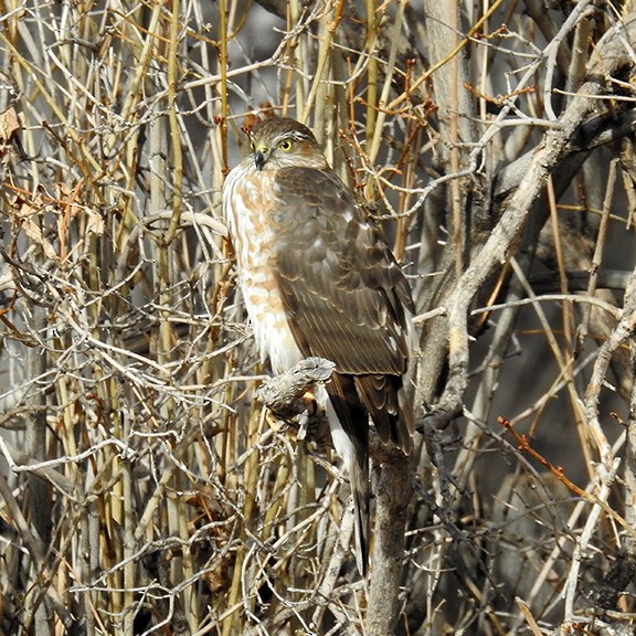 Gavilán Americano - ML649014381