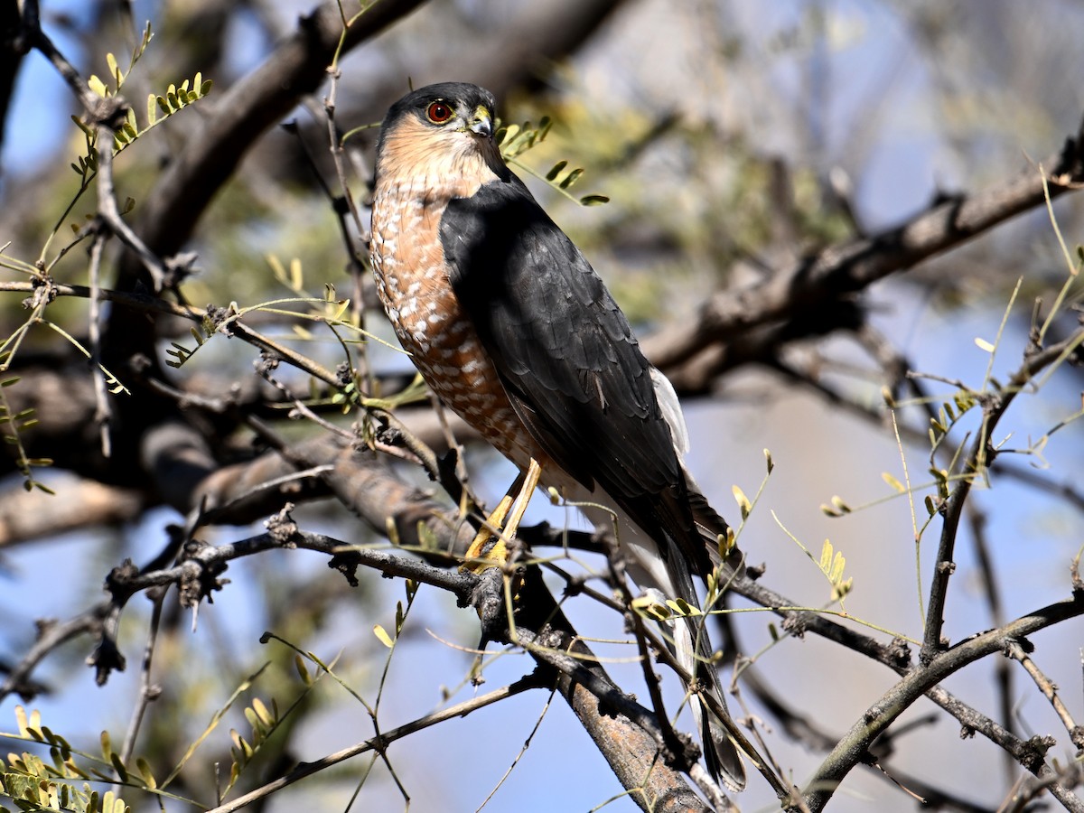 Sharp-shinned Hawk - ML649014494