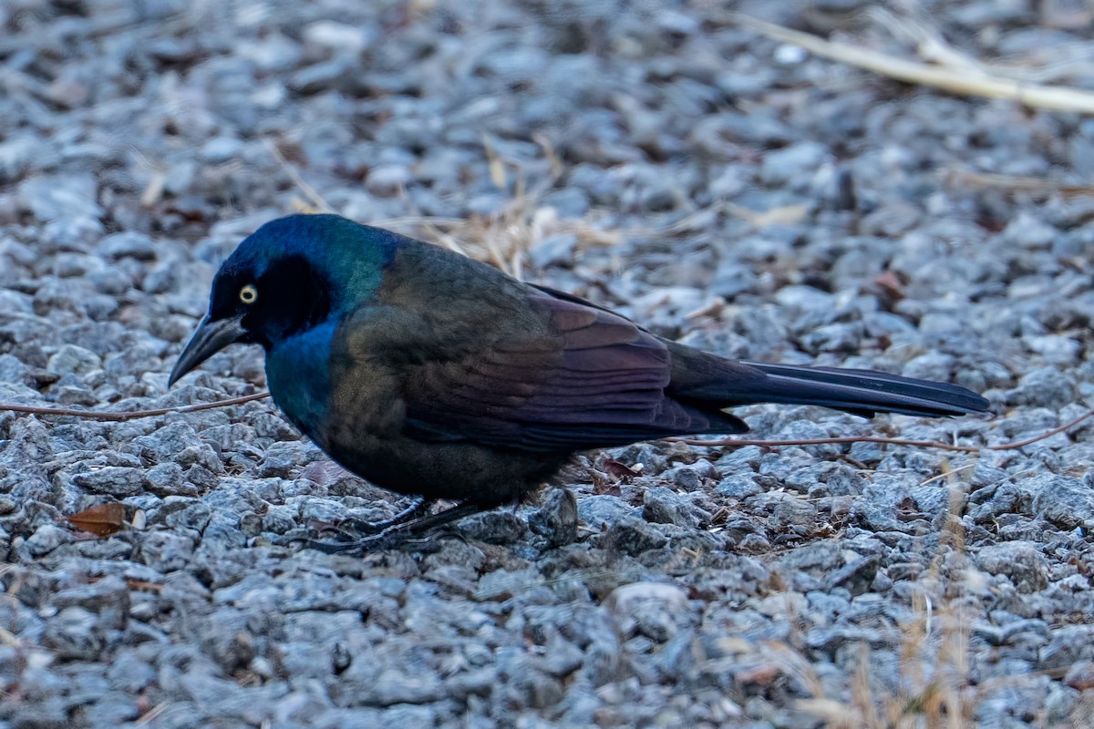 Common Grackle - ML649014712