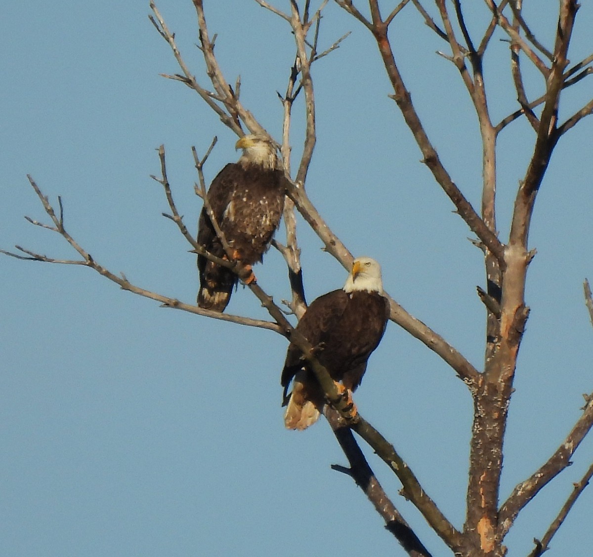 Bald Eagle - ML649015154