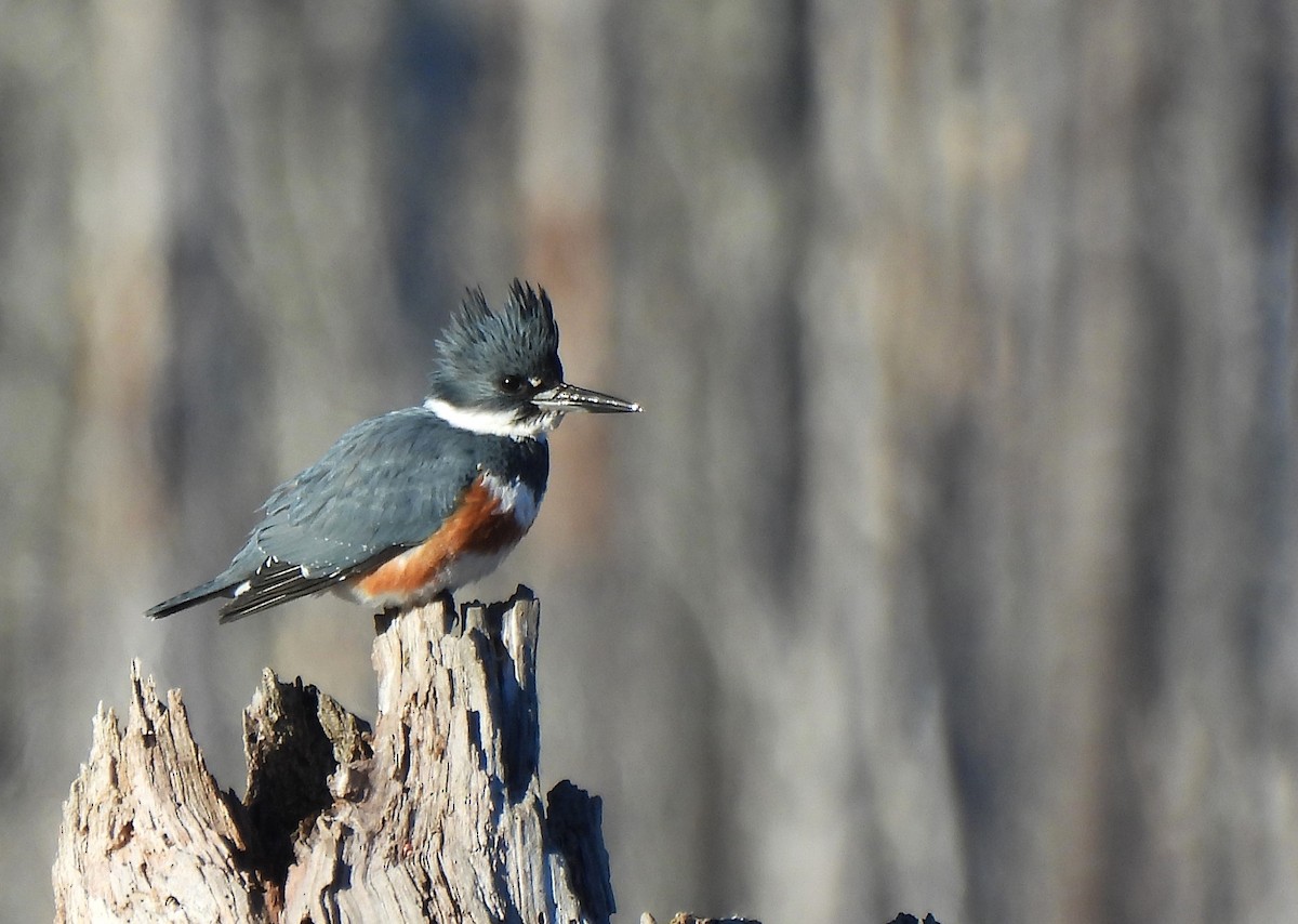 Belted Kingfisher - ML649015199