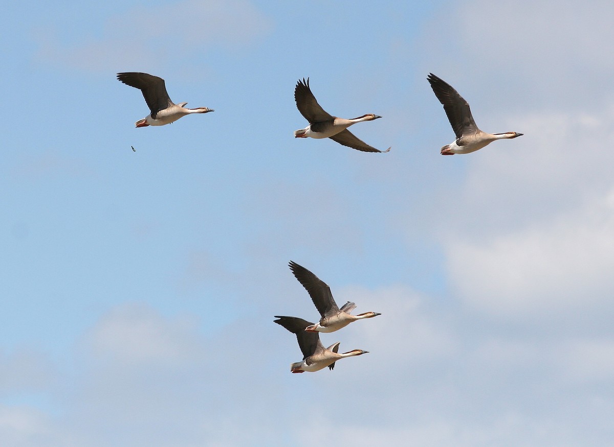 Ánsar Cisnal - ML649015317