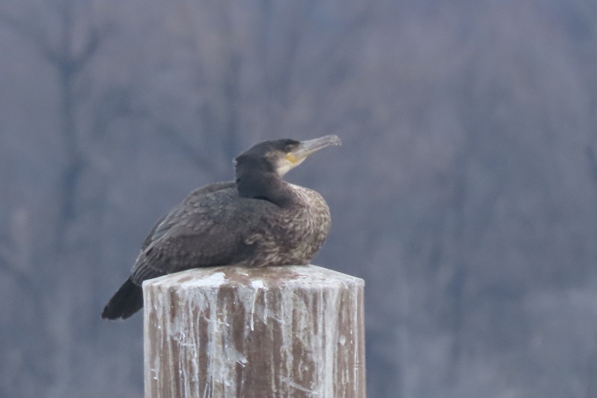 Большой баклан - ML649015689