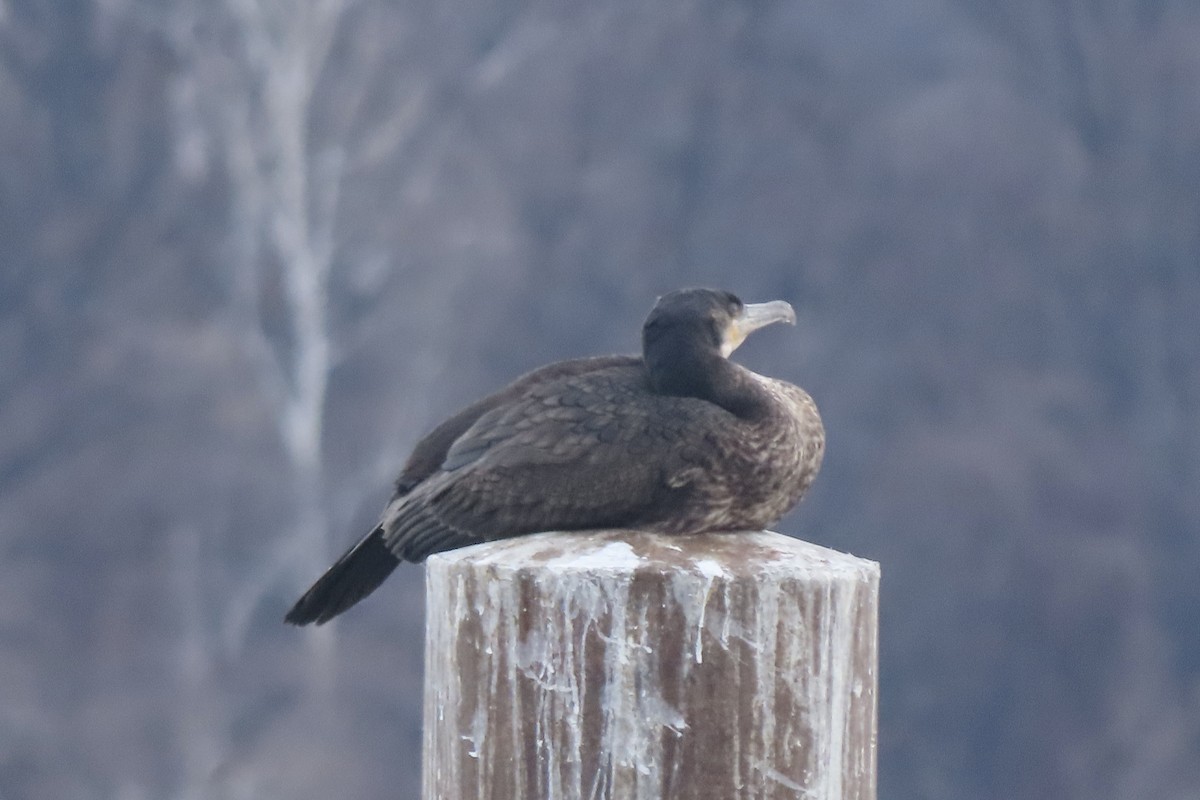 Большой баклан - ML649015698