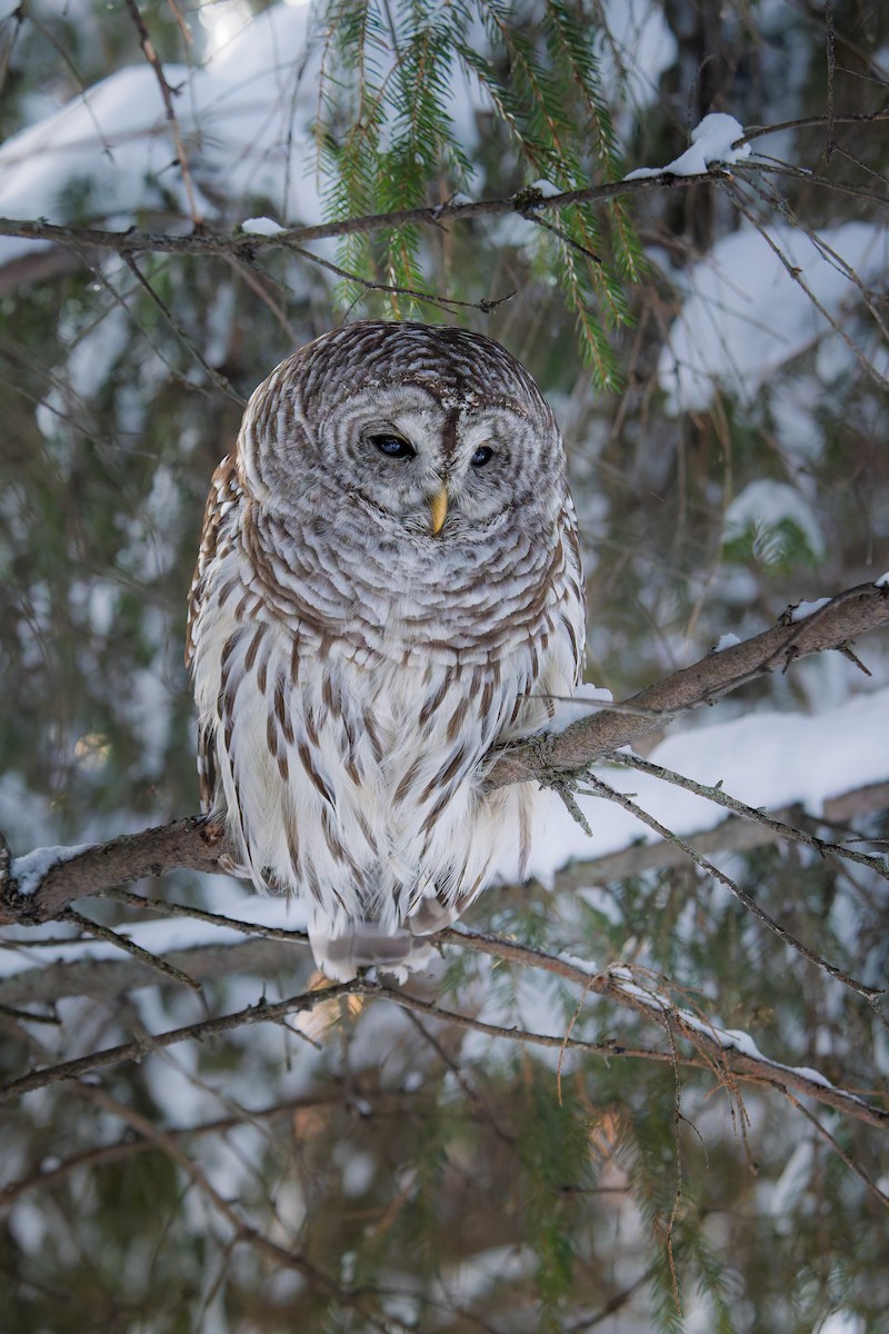 Barred Owl - ML649015704