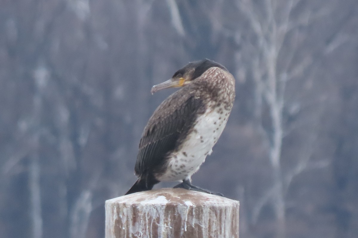 storskarv - ML649015705