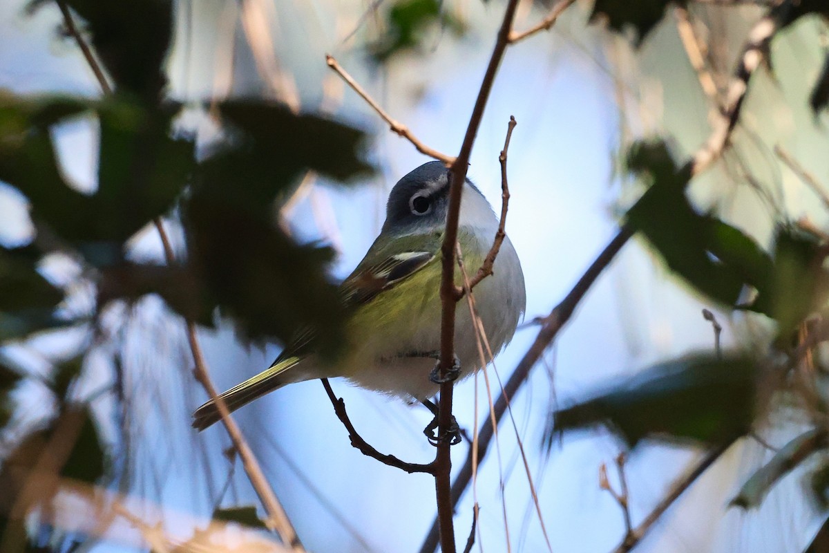 Blue-headed Vireo - ML649015741