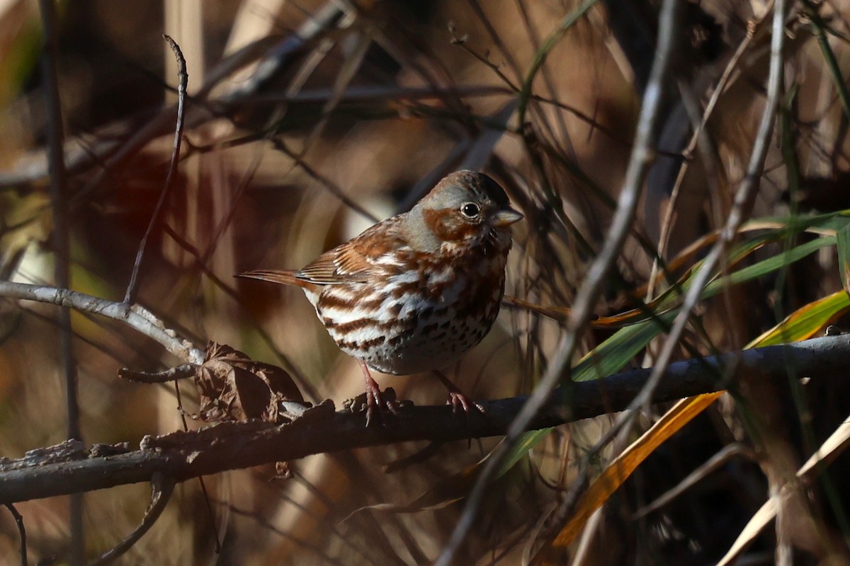 Fox Sparrow - ML649015758