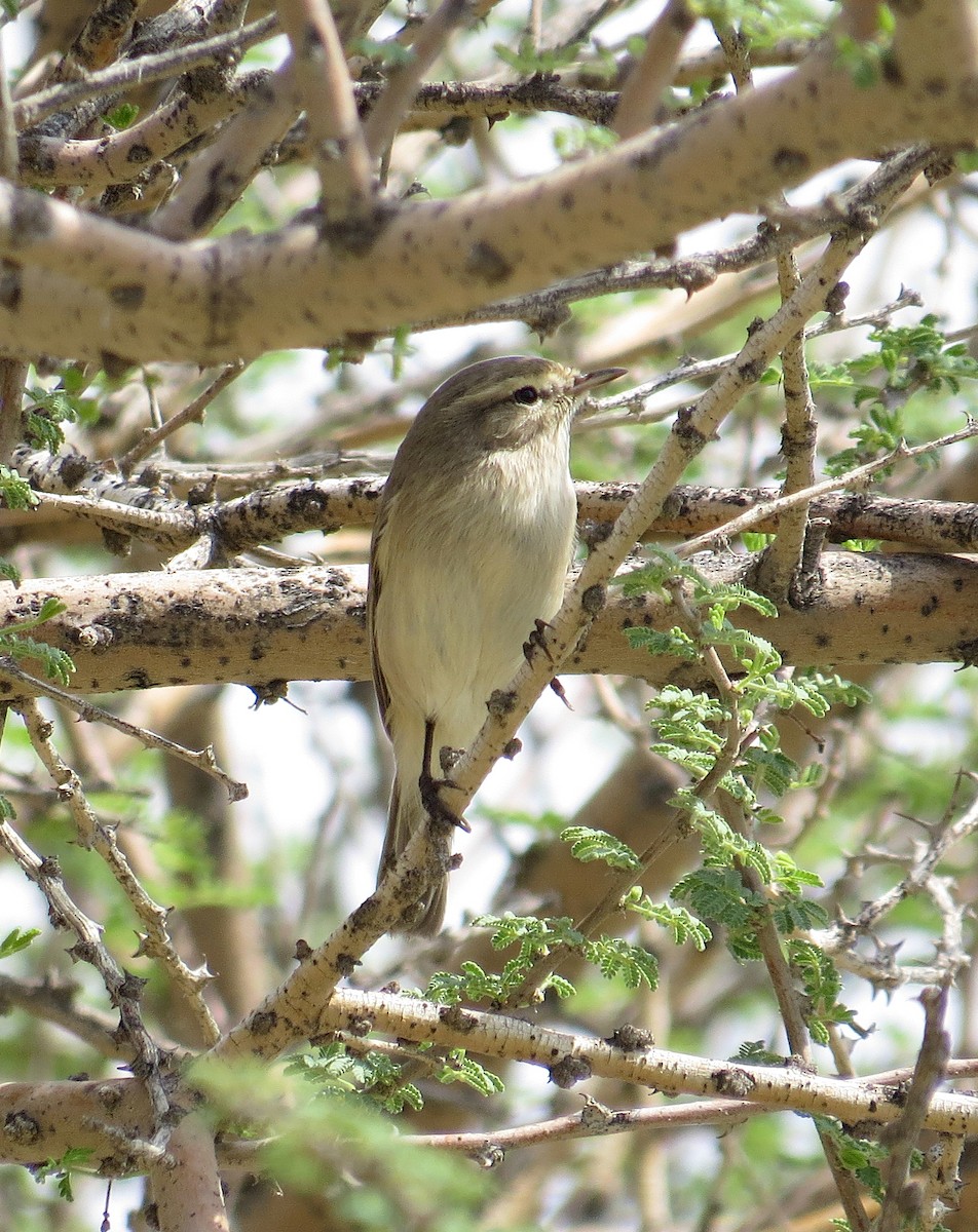 Plain Leaf Warbler - ML649015788