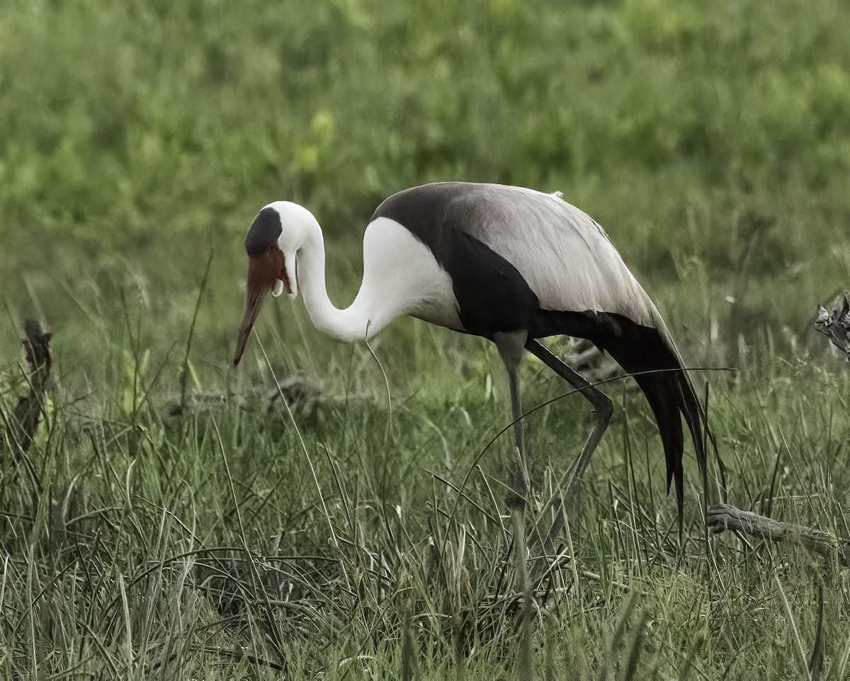 ホオカザリヅル - ML649016037