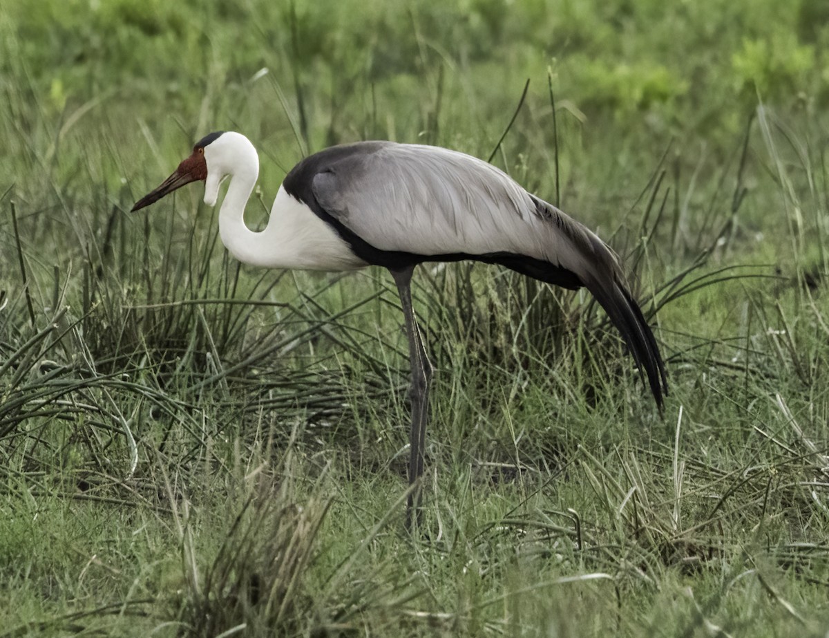 ホオカザリヅル - ML649016038