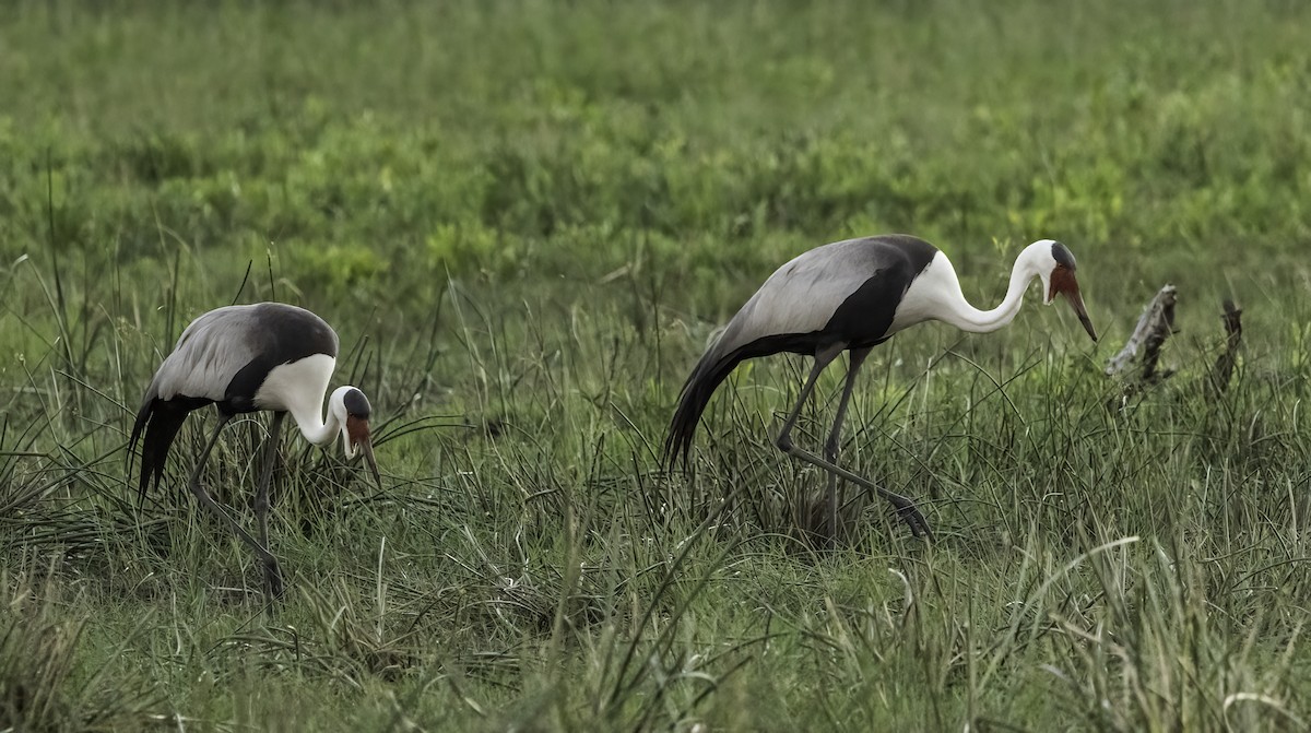 ホオカザリヅル - ML649016039