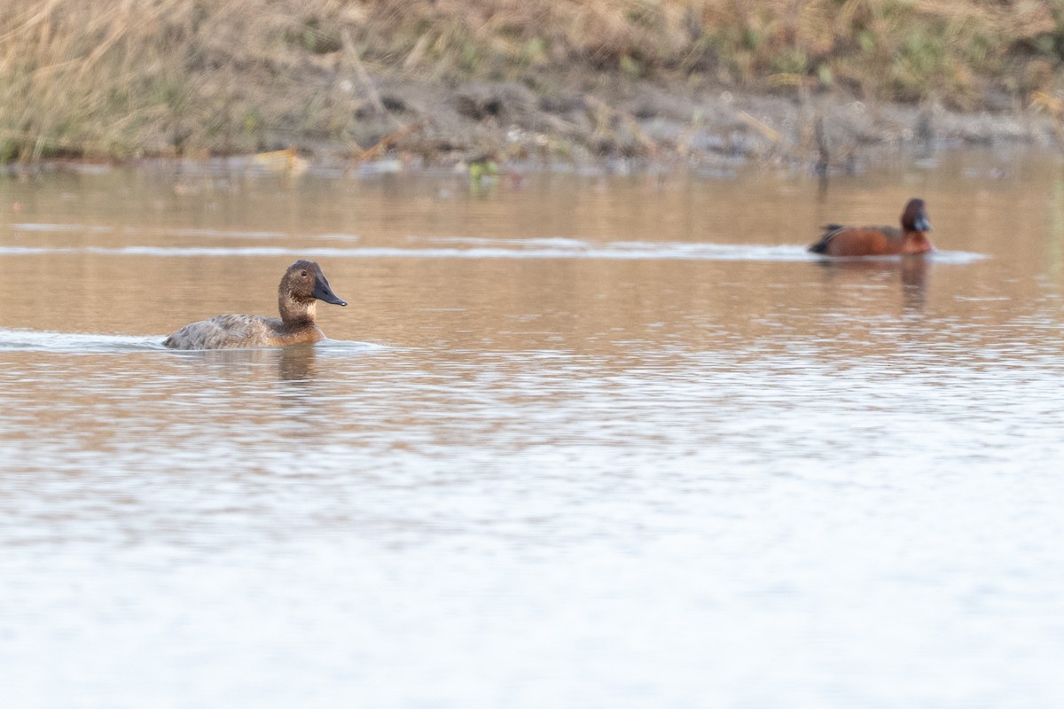 Büyük Elmabaş - ML649016240
