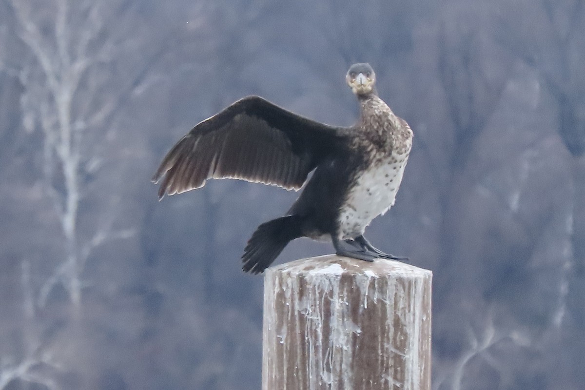 storskarv - ML649016509