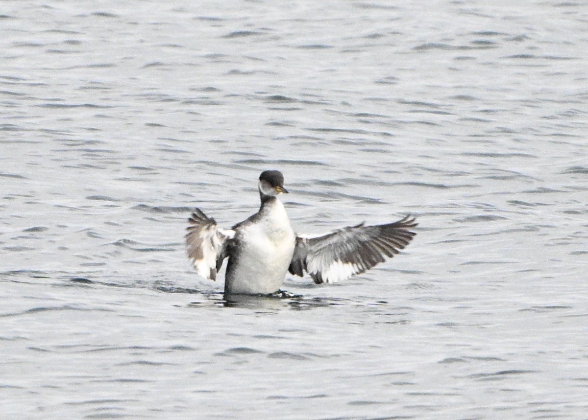 Red-necked Grebe - ML649016520