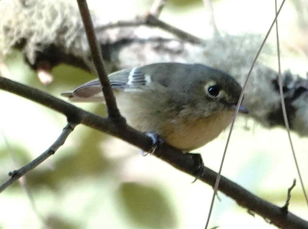 Erregetxo mottogorria - ML649016554